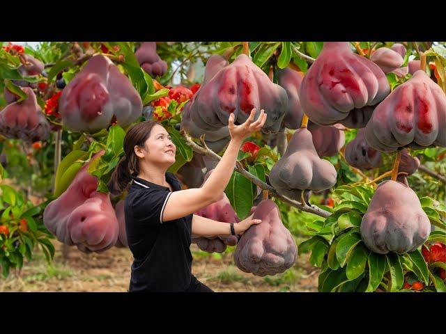 WOMAN Harvesting Tropical Sweet Peach Hybrid Pear - Fish stew with horse bones recipe | Farm Life