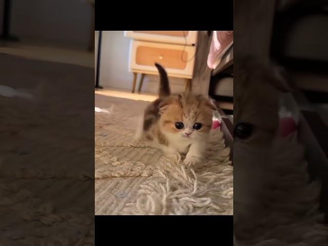 Warning: This Kitten Is Too Adorable to Handle!" #cute #cat #kitten #meow #funny #shorts