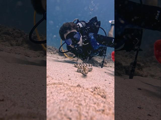 Snow Flake Eel Selfie #USA #marinelife #marinemystery #sea #OCEAN #GOPRO #RELAXATION