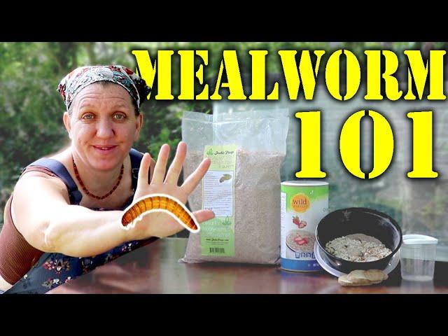 Mealworm 101 || 5 Simple Steps to Starting a Mealworm Colony!