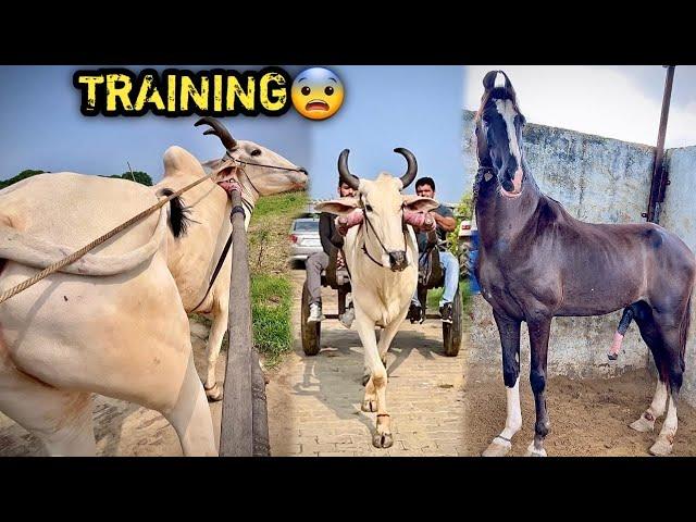 SINGHAM Ki GANGA SNAN Ki Training Shuru Krdi ( Cow Running)