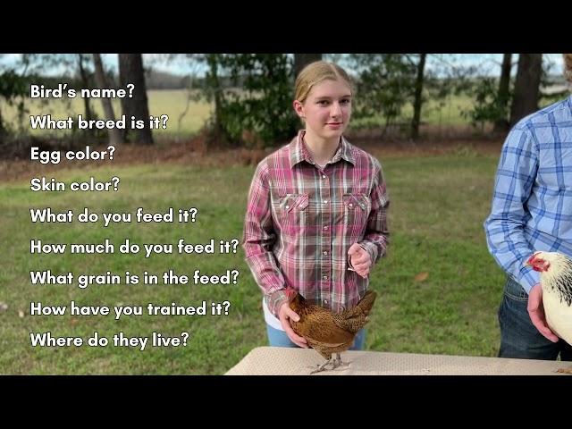 4-H Chicken Showmanship Tutorial