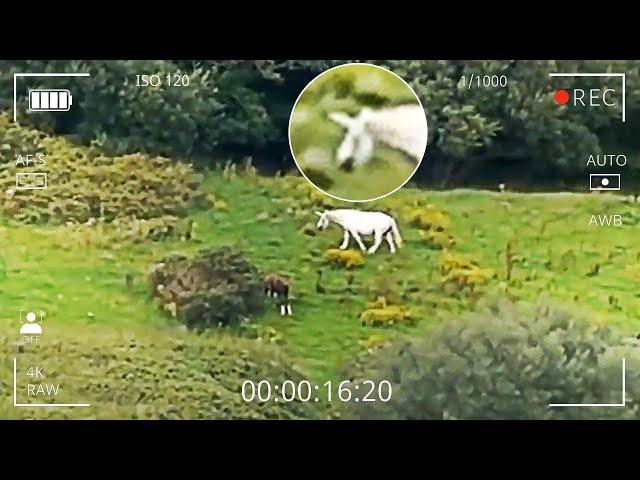 11 Mythical Creatures CAUGHT ON CAMERA!