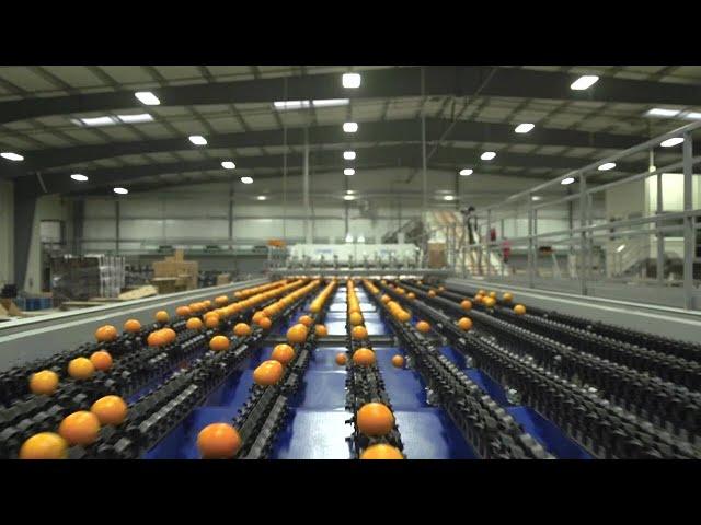 Customer Story - Kings River Packing - Integrated Citrus Solution