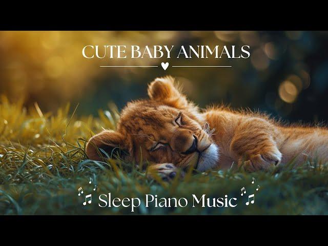 Cute Baby Animals  Relaxation Film with Peaceful Relaxing Music [𝗦𝗟𝗘𝗘𝗣 𝗣𝗜𝗔𝗡𝗢] and Animals Video