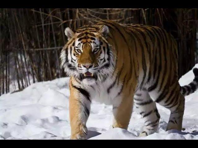 The huge male siberian tiger Scare off a group of tigers