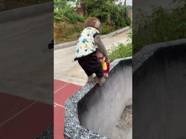 Big monkey knocks down Kiwi