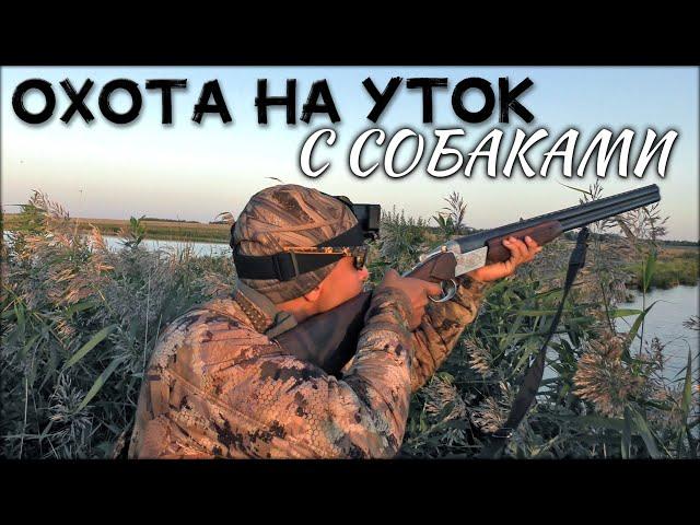 Охота на уток с собаками | 3 собаки и отличная вечерняя зорька