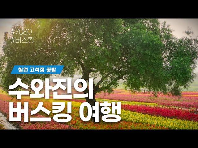 [수와진의 버스킹여행] #철원고석정꽃밭 (24.10.16)즐거운 하루 되시길 바랍니다 ~!