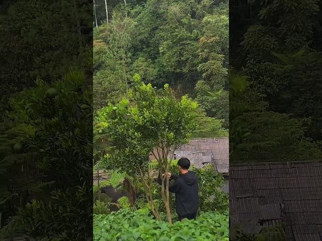 Panen jeruk dekopon #agrigenz # #petaniindonesia #petanimuda #kebunjeruk #4u
