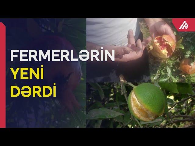 Göyçaylılar bütün nar ağaclarını kəsməyə hazırlaşırlar - İnanılmaz səbəb - APA TV