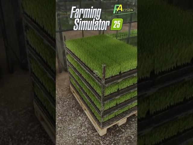 FS25 Rice Preview Vorschau auf Reis #farmingsimulator25 #LS25 #landwirtschaftssimulator25
