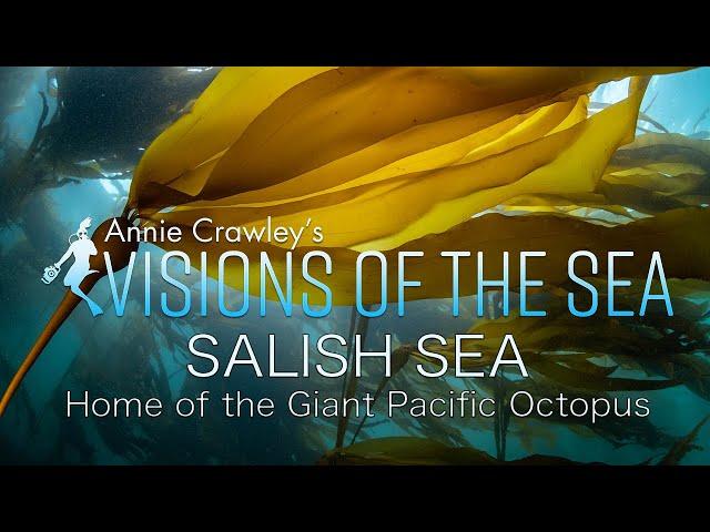 Celebrate the Salish Sea in the Pacific Northwest Home of Giant Pacific Octopus 4K Relaxing Ocean