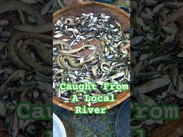 What Do You Call Those Long Fishes ? #fishing #localfish #villagefishing #localfishing #viralshorts