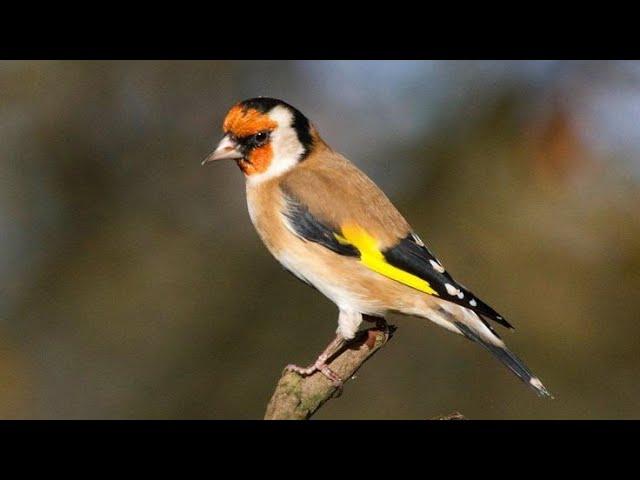 female goldfinch call for mating | female goldfinch call | female goldfinch singing