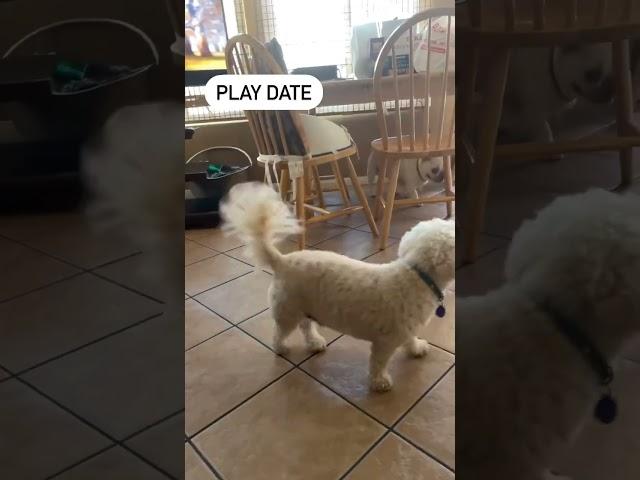 My dog Max and his cousin Comic having a play date! #bichonfrise #frenchbulldog #play date