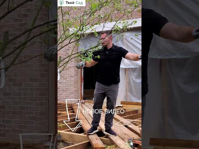 Удаление крупных ветвей на ирге #ландшафтныйдизайн  #shorts