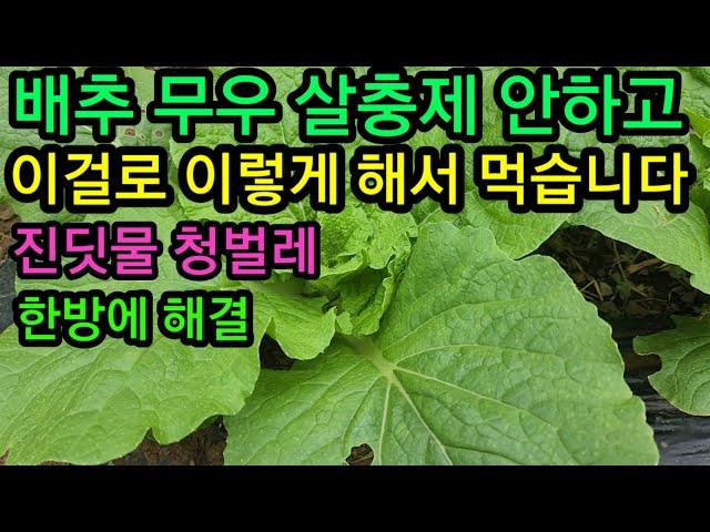 텃밭 배추농사 살충제 안하고 이렇게 해서 먹습니다