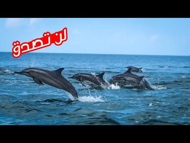 Dolphins have never seen before