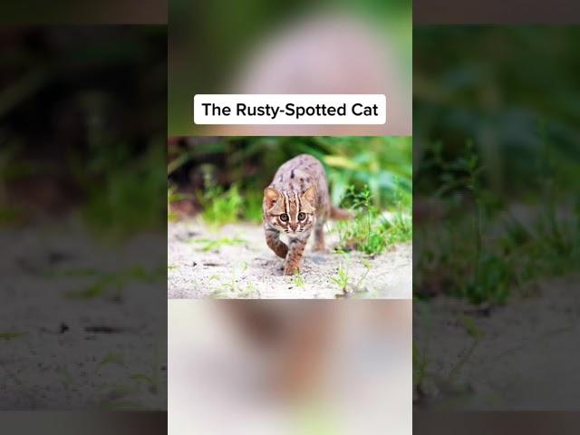 smallest animals in the world #kurlyheadmarr #rare #animals