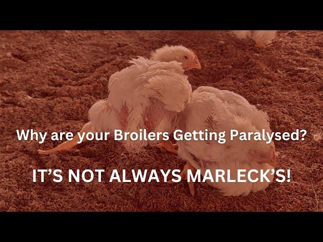 NATURAL TREATMENT AND PREVENTION MEASURES FOR COMMON BROILER PARALYSIS | BROILER LEG PROBLEMS SOLVED