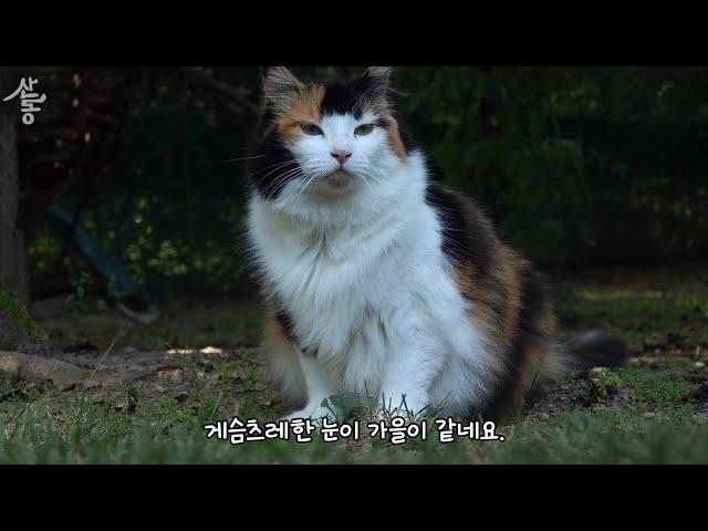 서로의 집이 궁금한 고양이들