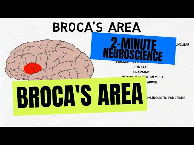 2-Minute Neuroscience: Broca's Area