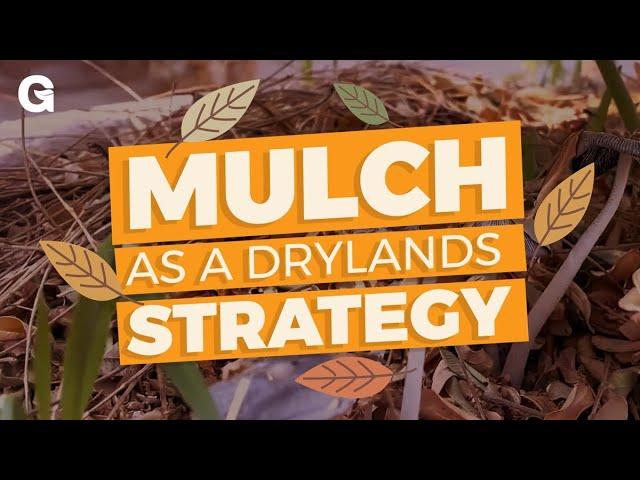 Mulch as a Drylands Strategy