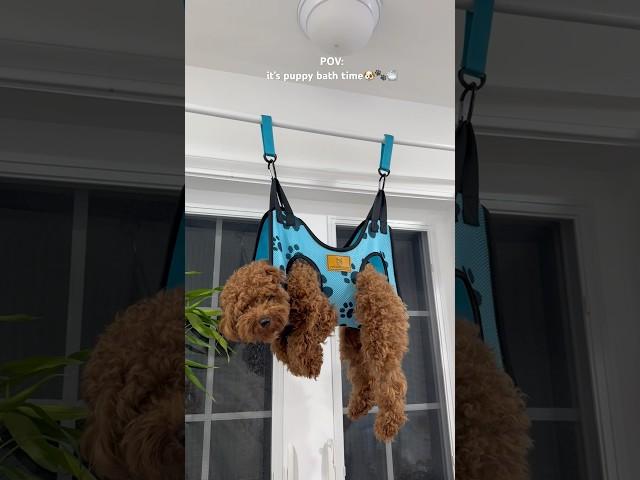 it’s bath time! #puppy #dog #doglife #bathtime #puppy #poodle #asmr #shorts