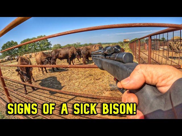 This Is How Bison Avoid Predators!