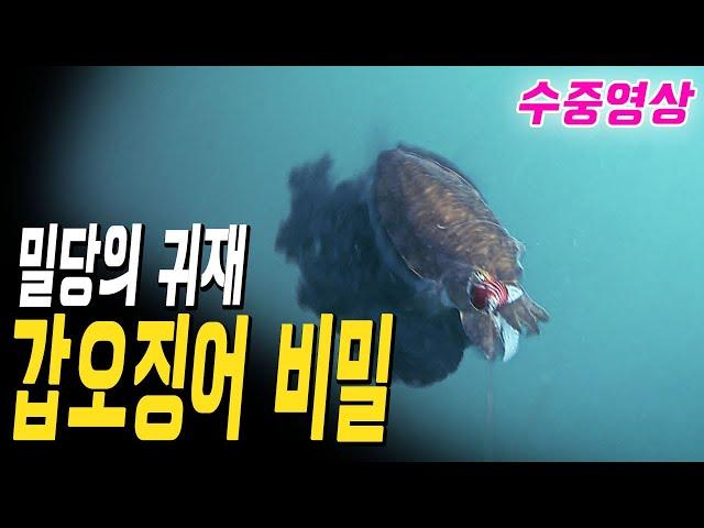 오직 물속에서만 볼수 있는 장면/갑오징어 낚시 헛 챔질만 했다면 꼭 봐야할 수중 영상!입질 패턴 포착/우정출연 (쭈꾸미,성대)Underwater Camera. Cuttlefish