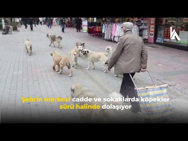 Sokak köpekleri vatandaşa saldırıyor