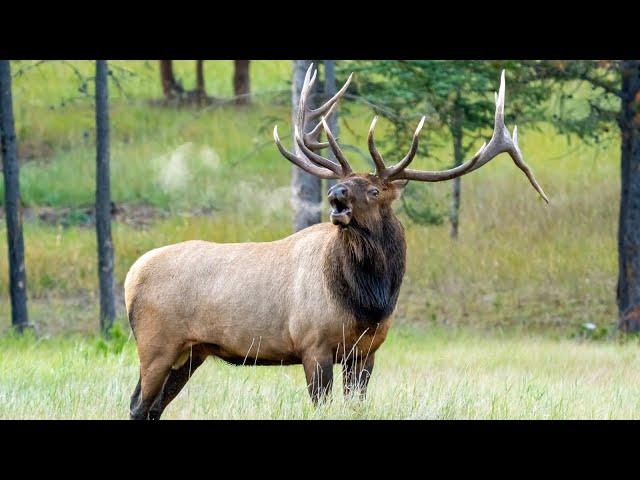 60+ Elk Bugles and Chuckles during the Rut