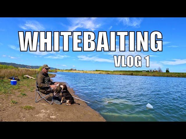 Whitebaiting -1st Trip At The River Beach