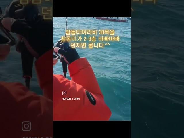 진해더블피싱 참돔타이라바 30목욜  마리수 터집니다 #진해더블피싱 #참돔타이라바