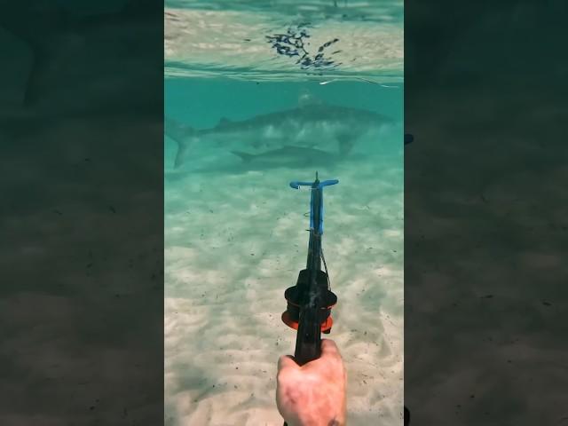 Was that a Baby Shark?  #spearfishing #shark #cobia insta: @straighthookers