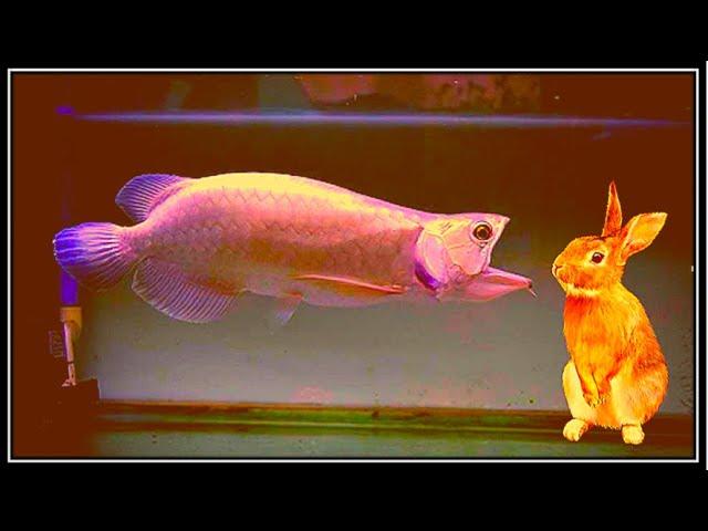 Best Top 5 Arowana Fish Challenges | Best scene of Arowana feeding with huge creatures