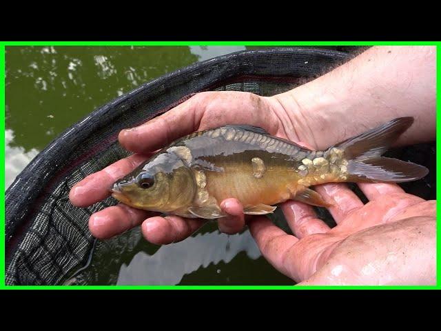 Mirror Carp Growth after 2 years in Garden Pond (Carp Growth Rates in UK?)