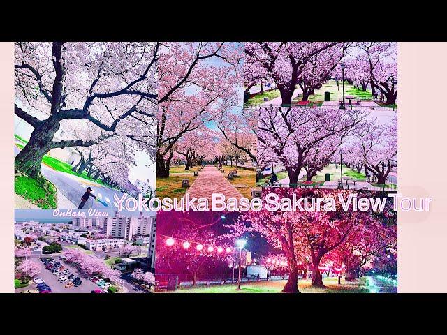 Yokosuka Base (Sakura) Cherry Blossom View Tour|Bmoc19 Brent