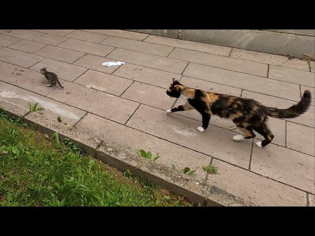 Mother cat tries to persuade her escaped kitten to return home.