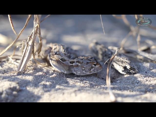 Amy Wild Observations: Western Heath Dragon Burrowing