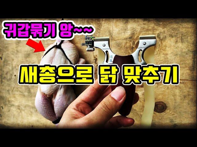 새총 닭 사격 / 새총위력 / 새총 낚시 / 새총 멧돼지 / 새총 살상력 /  새총 사냥 /  slingshot chicken shooting