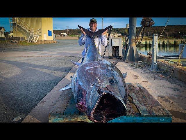 $1,000,000.00 FISH {Catch Clean Cook} GIANT BlueFin TUNA!!!