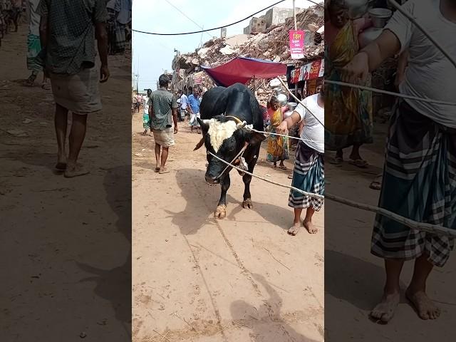 Big cow|biggest cow|the world cow|gabtoli gorur haat|gabtoli new collection cow|Brahman cow#cow#bull