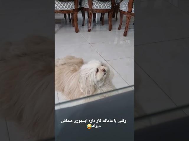 مدل صدا کردن تیتو #dog #shortvideo