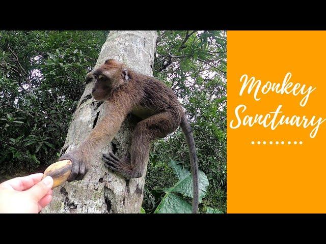 MONKEY SANCTUARY | STA. CATALINA, NEGROS ORIENTAL