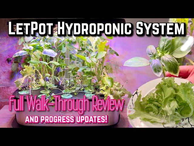 LetPot Hydroponic System Set Up | HONEST REVIEW with Progress Updates | Easy Indoor Gardening