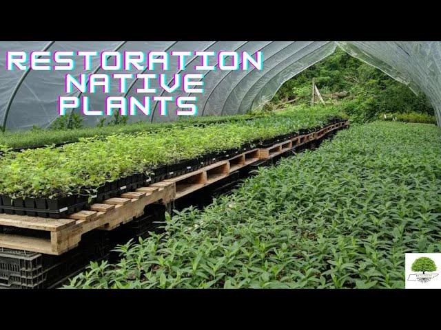 Restoration Native Plants - TN Nursery