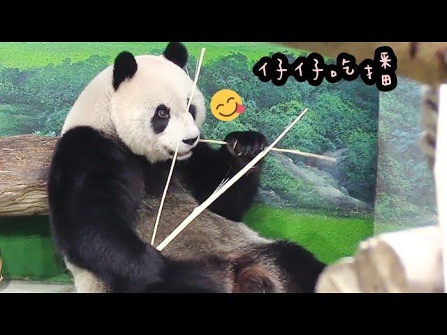 圓仔姐姐乖巧吃播中，圓滾滾的最可愛|熊貓貓熊The Giant Panda Yuan Yuan and Yuan Bao|台北市立動物園