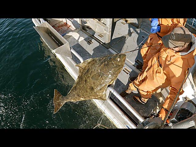 Some Nice Halibut at the Kelp Patch! - Alaska Halibut Longlining | 2024 Longline Season